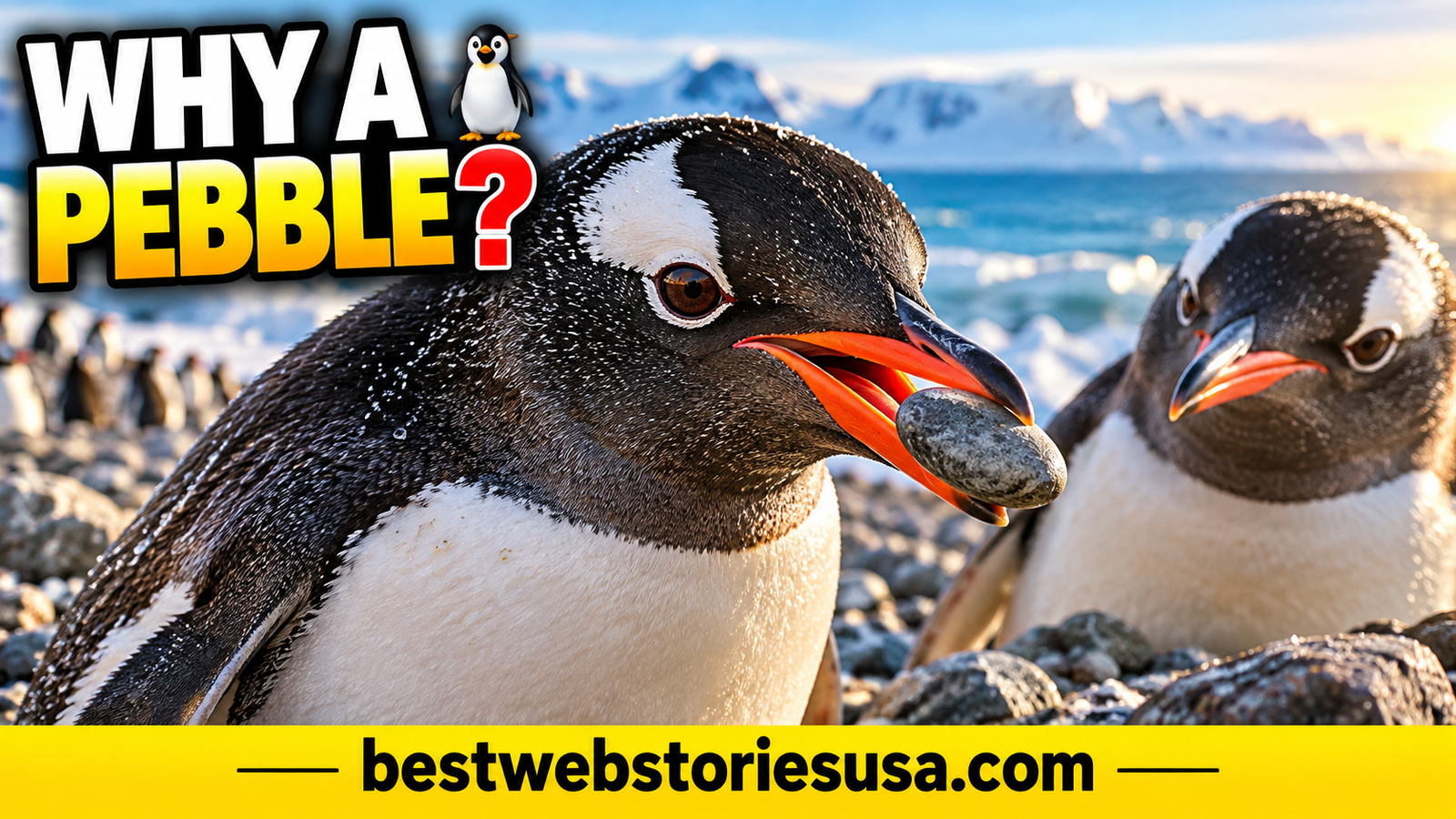 Why Do Penguins Propose With Pebbles?