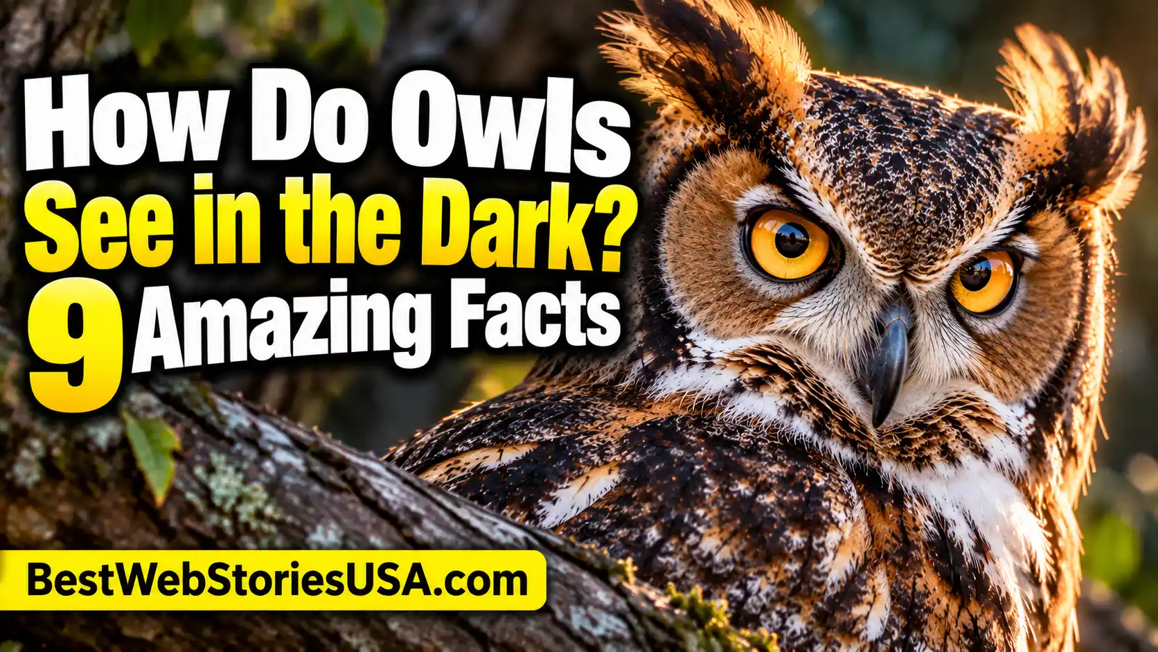 How Do Owls See in the Dark 9 Amazing Facts