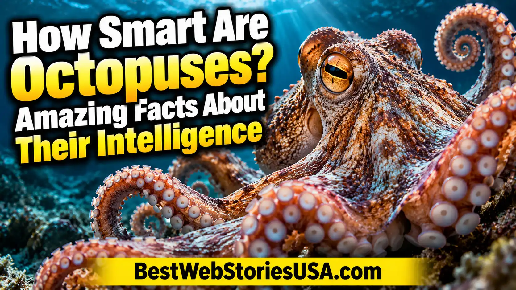How Smart Are Octopuses Amazing Facts About Their Intelligence