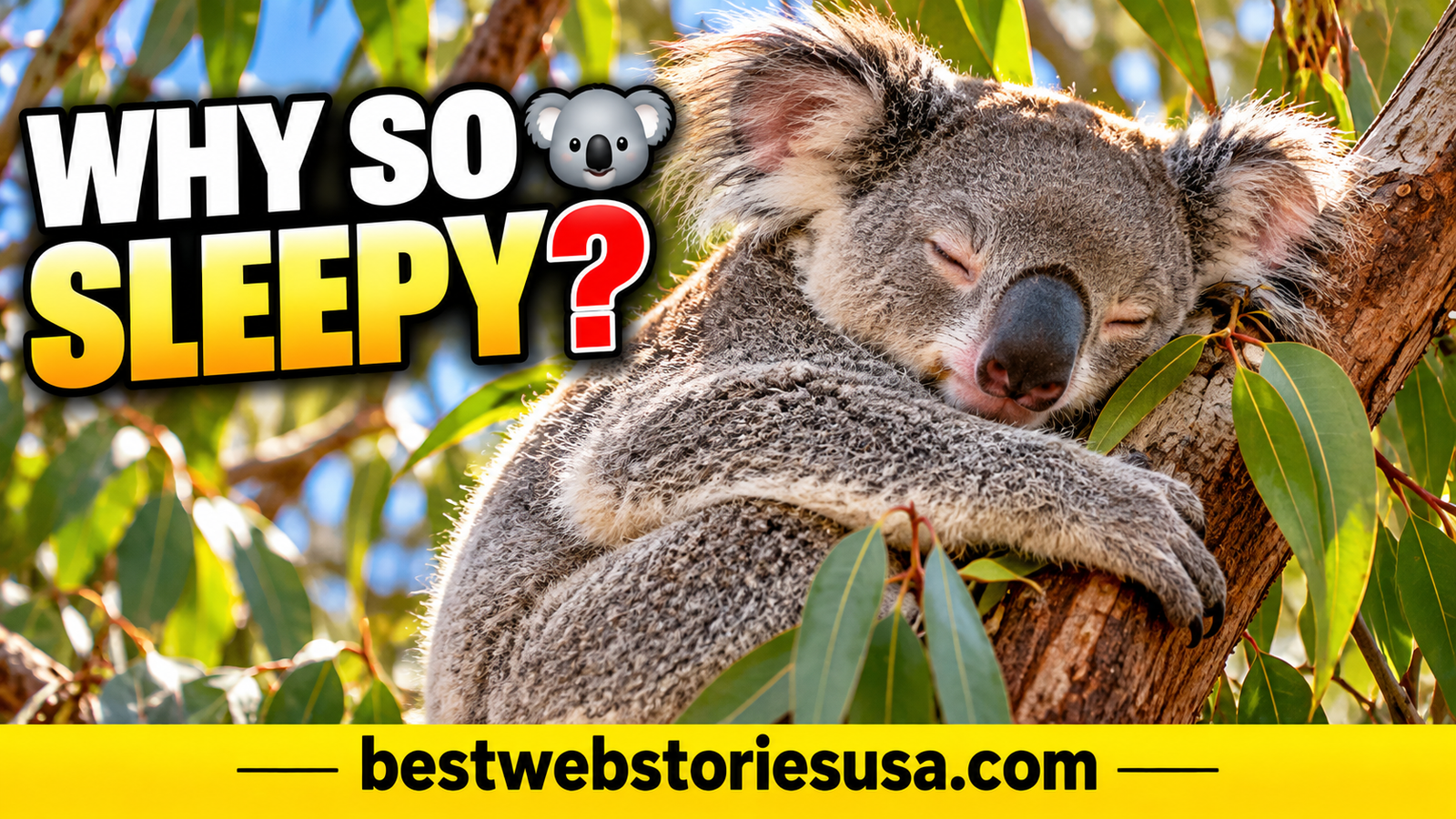 🐨 Why Do Koalas Sleep So Much? The Science Behind Their Sleepy Lifestyle