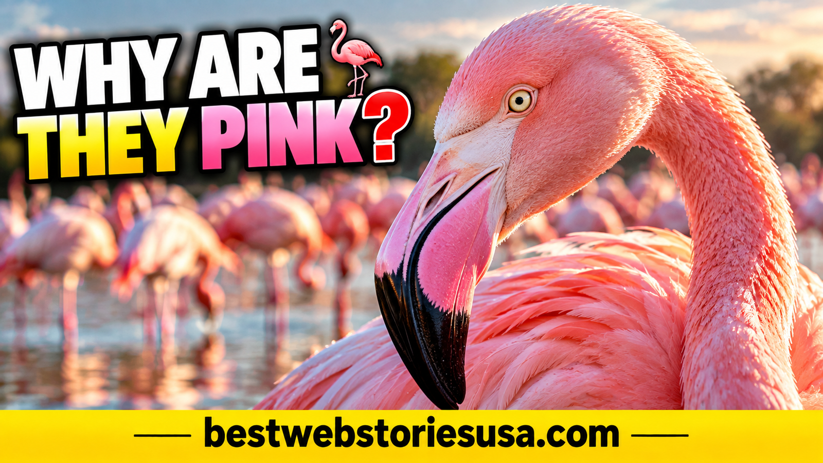 Why Are Flamingos Pink? The Science Behind Their Famous Color