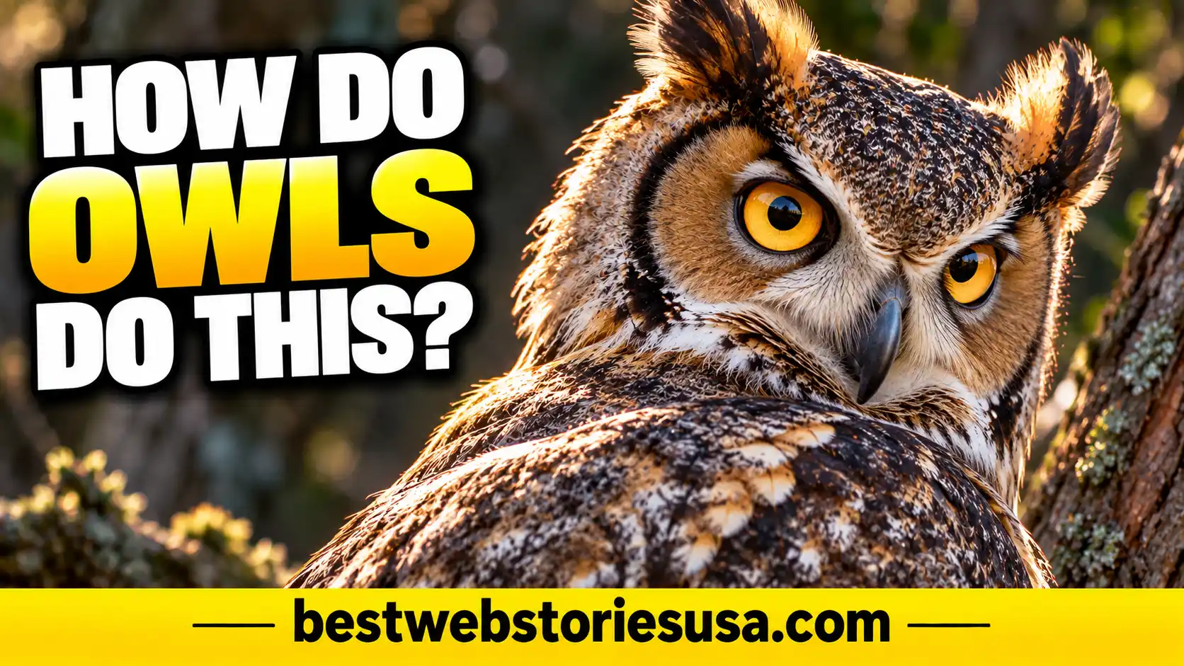 Why Can Owls Rotate Their Heads So Far The Science Explained